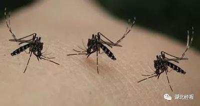 预警！就在今晚，湖北将陷“驱蚊大战”！全国首份蚊子出没预报请收好