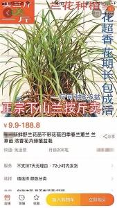 这种在网上热销的植物，请别再买了！