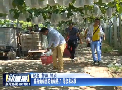 嘉裕葡萄园的葡萄熟了 等您来采摘