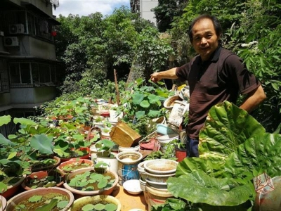 50岁男子在屋后培育130多盆碗莲 梦想建私人荷花园