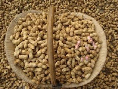 国家有了新规定! 花生油等不得标注“非转基因”