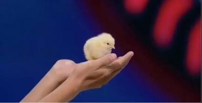 “云养鸡”！中国首只无壳孵化小鸡出生
