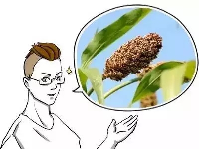 二十种杂粮功效大揭秘，受用一生！别再说你不会吃了