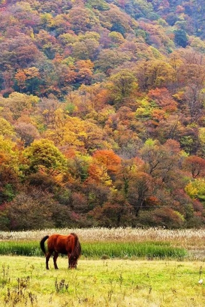 湖北最强赏秋指南！这9处美出天际的红叶承包了湖北整个秋天