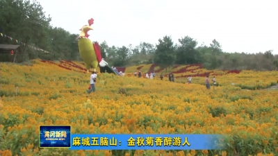 麻城五脑山：金秋菊香醉游人