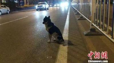 小狗路边蹲守80多天成“网红”，网友却希望它别再等了……