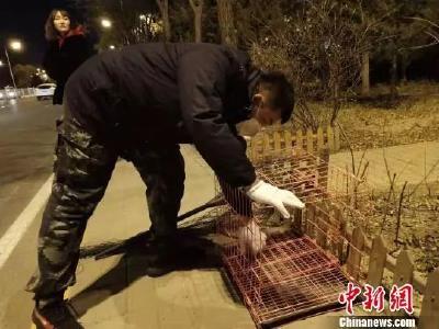 【荐读】那只在马路边苦等身亡主人80多天的小狗，被领养了