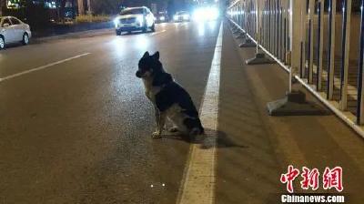 你知道我在等你嘛！小狗蹲守80天，疑为等待车祸身亡女主人