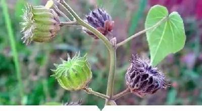 【荐读】小时候常见又叫不上名的植物，终于知道叫啥了，太全了！