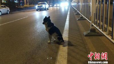 小狗路边蹲守80天 疑为等待车祸身亡女主人