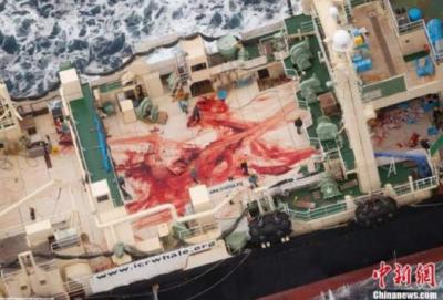 日本首“退群”重启商业捕鲸:禁止捕鲸致失业问题