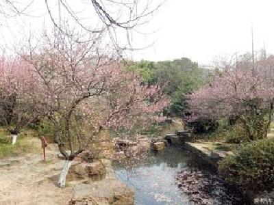 雨山寺里“桃花源”