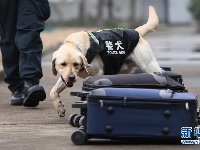 武汉:警犬“皮特”备战它的首个春运