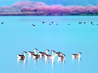 组图：越冬候鸟处处家 红嘴鸥在洪湖上空自由翱翔