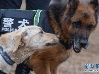 武汉:警犬“皮特”备战它的首个春运