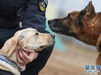 武汉:警犬“皮特”备战它的首个春运