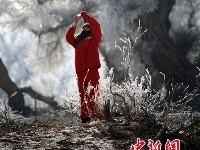沙漠胡杨雾凇迷人
