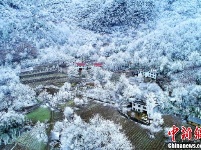 航拍湖北五峰“冰林”美景 似水晶铺满地面