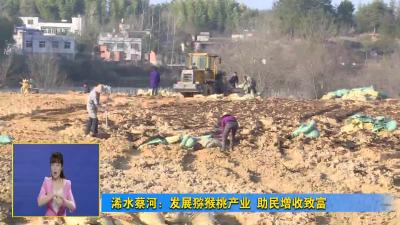 浠水蔡河：发展猕猴桃产业 助民增收致富