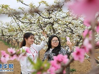 襄阳：春光无限好 赏花正当时