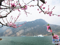 三峡春日桃花红