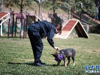 中国首只克隆警犬正式“入学”