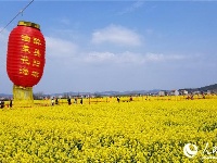 湖北武穴：油菜花香 八方客来