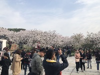 花开正盛 武汉东湖樱花园