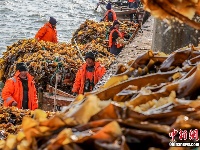 壮观！渔民海上“收菜”忙