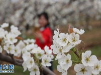 襄阳：春光无限好 赏花正当时