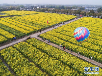 美丽乡村开启春季“最美花田”