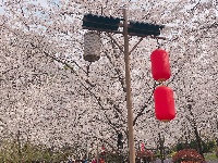 花开正盛 武汉东湖樱花园