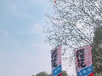 花开正盛 武汉东湖樱花园