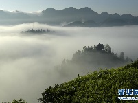 湖北恩施：雾锁茶园似仙境