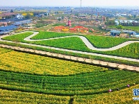 花海春天美 乡村旅游热