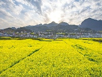 十里黄花送香来，长梁四月美翻天