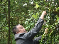 湖北宣恩：天赐“茶泡”迎“吃客”