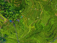 图集|宣恩伍家台：烟雨薄雾笼茶山