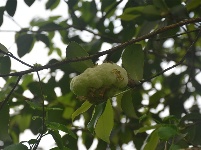 湖北宣恩：天赐“茶泡”迎“吃客”