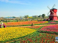 花海春天美 乡村旅游热