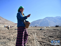 西藏日喀则：高原深处春耕忙