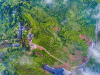 图集|宣恩伍家台：烟雨薄雾笼茶山