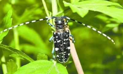 春暖花开 园林“虫虫特攻队”逐个捉拿天牛幼虫