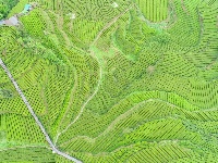 图集|宣恩伍家台：烟雨薄雾笼茶山