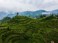 图集|宣恩伍家台：烟雨薄雾笼茶山