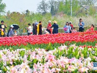 花海春天美 乡村旅游热