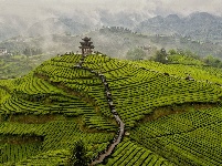 图集|宣恩伍家台：烟雨薄雾笼茶山