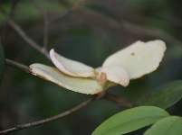 湖北宣恩：天赐“茶泡”迎“吃客”