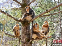 神农架的树上“长”着金丝猴