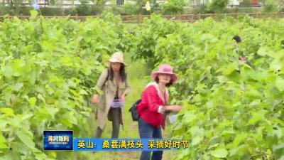 英山：桑葚满枝头 采摘好时节